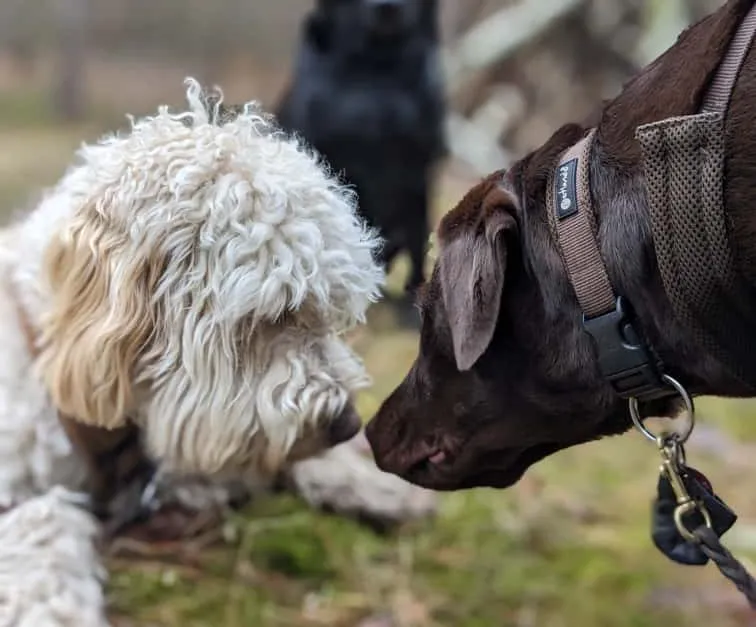Zwei Hunde schnüffeln mit Nase an Nase aneinander